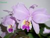 Cattleya lueddemanniana 